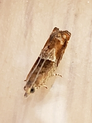 Ancylis uncella