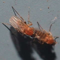 Metopininae
