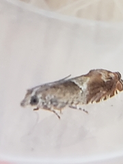 Ancylis uncella