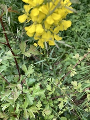 Erysimum odoratum