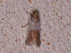 Chararica hystriculella