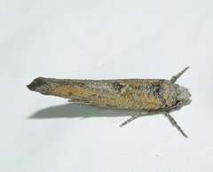 Zelleria oleastrella