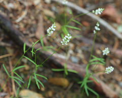 Polygala ambigua