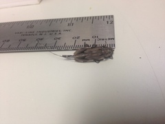 Acanthocinus nodosus