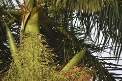 Mimus gilvus