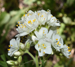 Polemonium foliosissimum