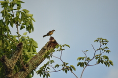 Turdus grayi