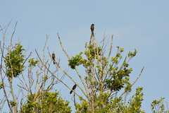 Quiscalus mexicanus