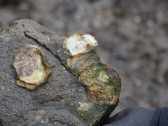 Ostrea lurida