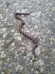 Geophis semidoliatus