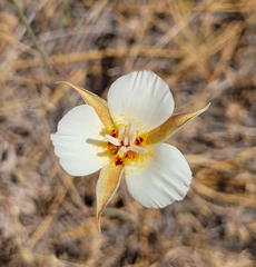 Calochortus palmeri