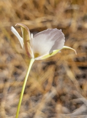 Calochortus palmeri