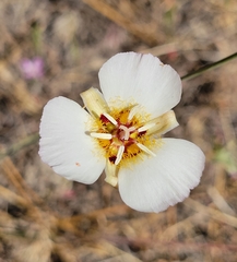 Calochortus palmeri
