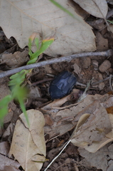Protaetia opaca