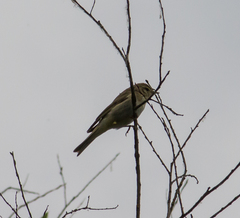 Phylloscopus collybita