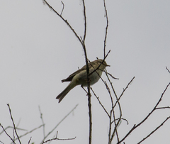Phylloscopus collybita