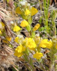 Castilleja lasiorhyncha