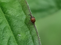 Nanophyes marmoratus