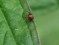 Nanophyes marmoratus