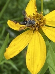Coelioxys modestus