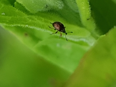 Nanophyes marmoratus