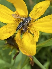 Coelioxys modestus