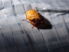 Clastoptera achatina