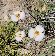 Calochortus palmeri