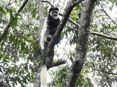 Colobus guereza matschiei