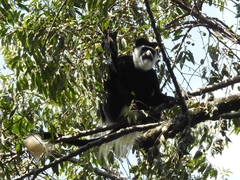Colobus guereza matschiei