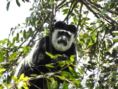 Colobus guereza matschiei