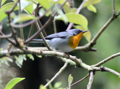 Oreothlypis gutturalis