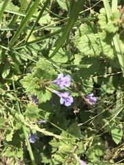 Glechoma hederacea