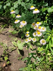 Erigeron philadelphicus