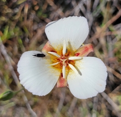 Calochortus palmeri