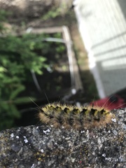 Lophocampa argentata