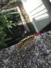 Lophocampa argentata