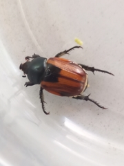 Anisoplia austriaca