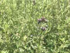 Cirsium arvense