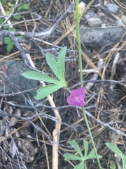 Sidalcea glaucescens