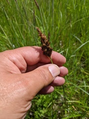 Carex disticha