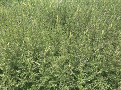 Cirsium arvense