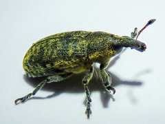 Larinus carlinae
