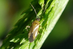 Plagiognathus arbustorum