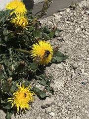 Bombus nevadensis