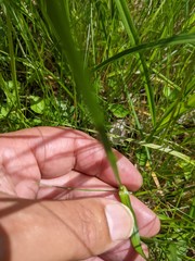 Carex disticha