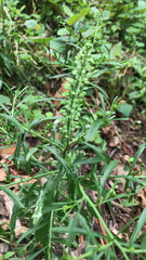 Lepidium virginicum