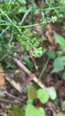 Lepidium virginicum