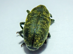 Larinus carlinae