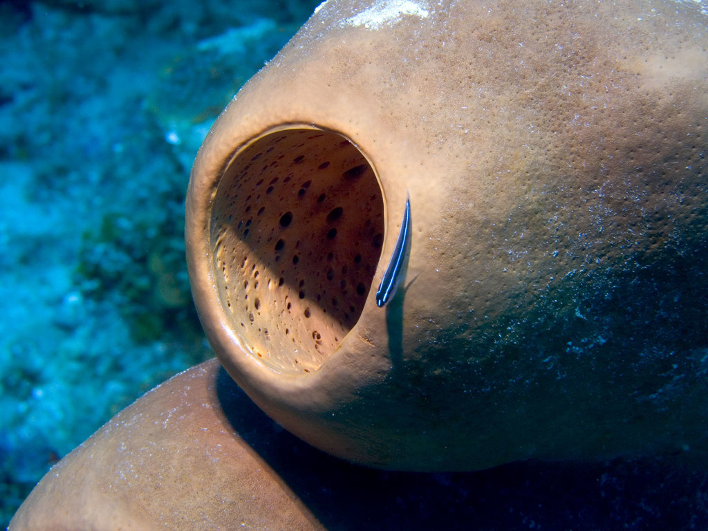 Neon Gobies